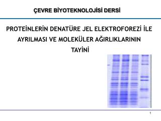 PROTEİNLERİN DENATÜRE JEL ELEKTROFOREZİ İLE AYRILMASI VE MOLEKÜLER AĞIRLIKLARININ TAYİNİ