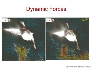 Dynamic Forces