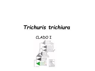 Trichuris trichiura