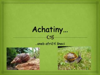 Achatiny …