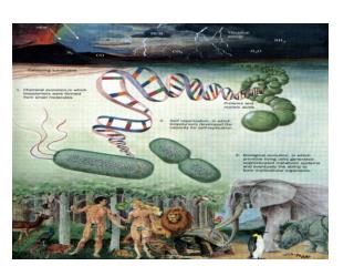 ACIDOS NUCLEICOS