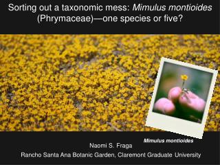 Sorting out a taxonomic mess: Mimulus montioides (Phrymaceae)—one species or five?