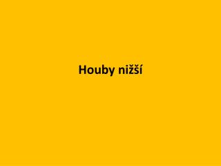 Houby nižší