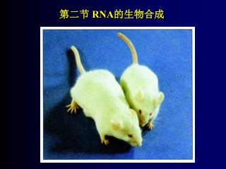 第二节 RNA 的生物合成
