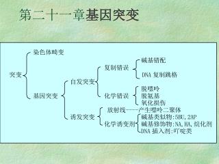 第二十一章 基因突变