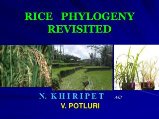 RICE PHYLOGENY REVISITED