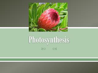 Photosynthesis