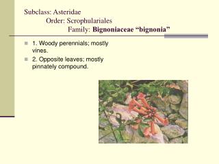 Subclass: Asteridae 	Order: Scrophulariales		 		Family: Bignoniaceae “bignonia”