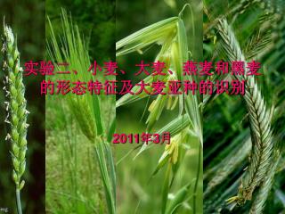 实验二、小麦、大麦、燕麦和黑麦 的形态特征及大麦亚种的识别 2011 年 3 月