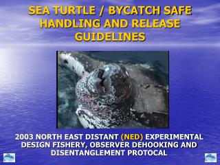 SEA TURTLE / BYCATCH SAFE HANDLING AND RELEASE GUIDELINES