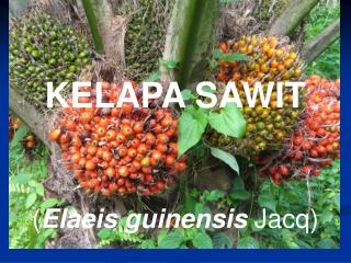 KELAPA SAWIT ( Elaeis guinensis Jacq)