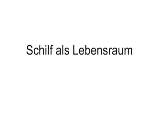 Schilf als Lebensraum