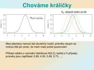 Chov áme králíčky