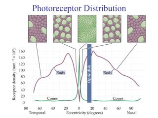Photoreceptor Distribution