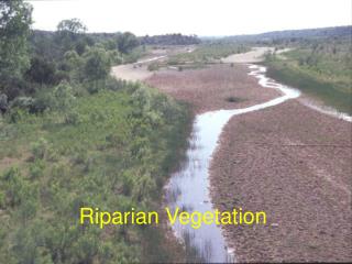 Riparian Vegetation