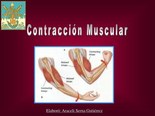 Contracción Muscular 