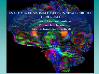 ANATOMIA FUNZONALE DEI PRINCIPALI CIRCUITI CEREBRALI Circuiti del sistema limbico