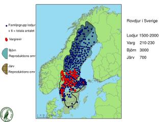 Familjegrupp lodjur x 6 = totala antalet