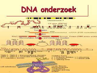 DNA onderzoek