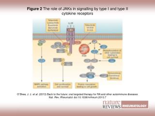 Figure 2 The role of JAKs in signalling by type I and type II cytokine receptors