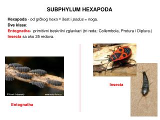 SUBPHYLUM HEXAPODA