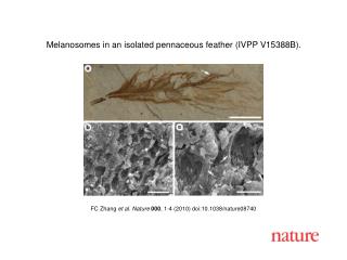 FC Zhang et al. Nature 000 , 1-4 (2010) doi:10.1038/nature08740