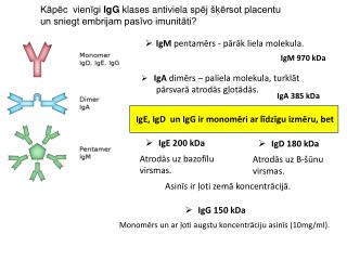 Kāpēc vienīgi IgG klases antiviela spēj šķērsot placentu un sniegt embrijam pasīvo imunitāti?