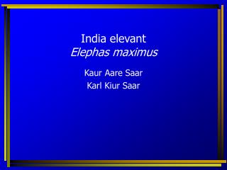 India elevant Elephas maximus