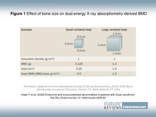 Figure 1 Effect of bone size on dual-energy X-ray absorptiometry-derived BMD