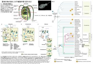 真核生物の進化（分子細胞学第 1 回その 2 ）