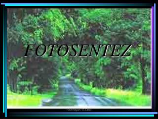 FOTOSENTEZ