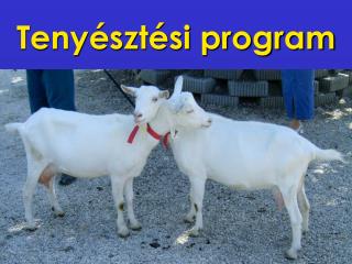 Tenyésztési program