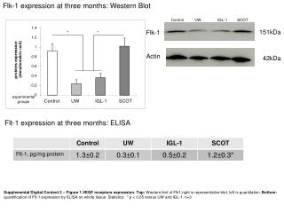 Flk-1 expression at three months: Western Blot