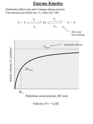 [Substrate] affects rate and it changes during reaction