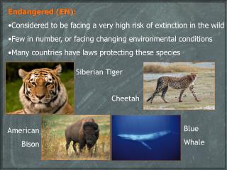 Endangered (EN): Considered to be facing a very high risk of extinction in the wild