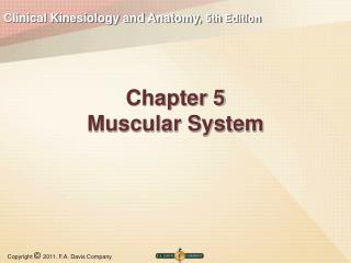 Chapter 5 Muscular System