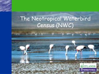 The Neotropical Waterbird Census (NWC)