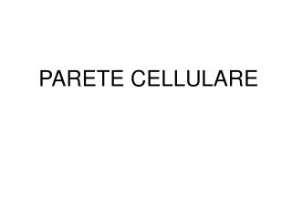 PARETE CELLULARE