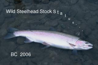 Wild Steelhead Stock S