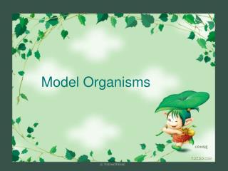 Model Organisms