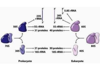 ULTRACENTRIFUGA ANALITICA determinazione della massa molecolare relativa