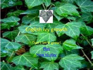 English ivy growth