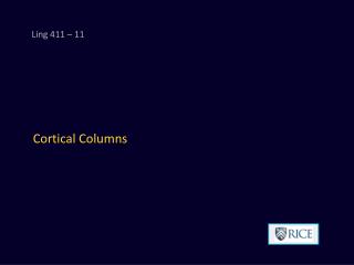 Cortical Columns