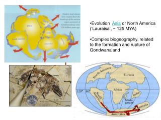 Evolution Asia or North America (‘Lauraisa’, ~ 125 MYA)