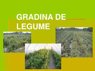 GRADINA DE LEGUME