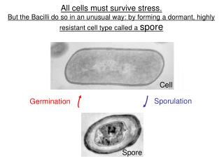 All cells must survive stress.