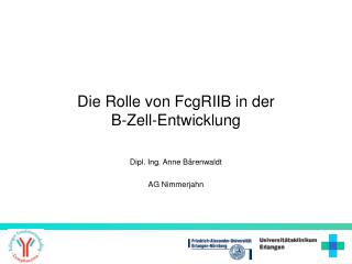 Die Rolle von FcgRIIB in der B-Zell-Entwicklung