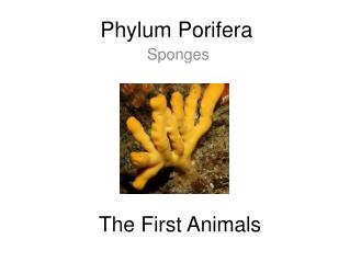 Phylum Porifera