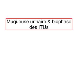 Muqueuse urinaire &amp; biophase des ITUs