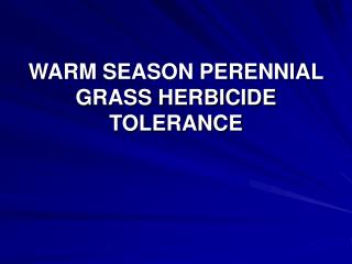 WARM SEASON PERENNIAL GRASS HERBICIDE TOLERANCE